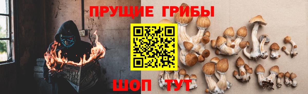 Россошь  Псилоцибиновые грибы прущие грибы  Вход с VPN 
